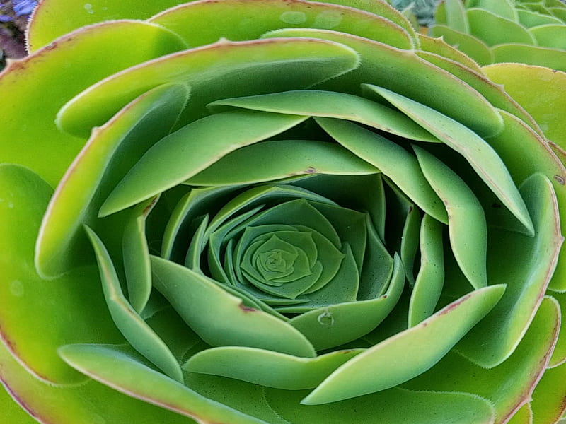 Succulent, plants, green, abstract, succulents, HD wallpaper | Peakpx