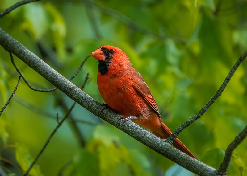 red cardinal, cardinal, bird, feathers, branch, HD wallpaper