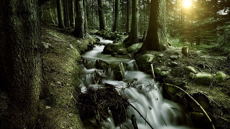 wondrous forest strem, forest, stream, rocks, sunrise, mist, HD wallpaper