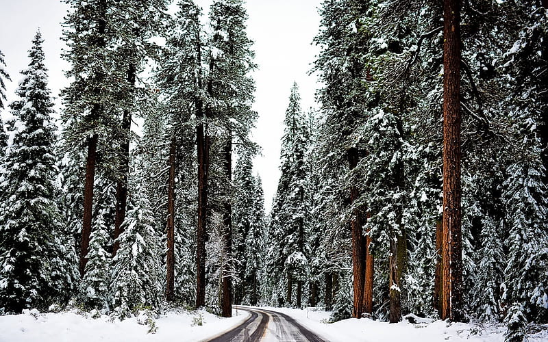 forest, winter, road, tall trees, snow, winter landscape, HD wallpaper