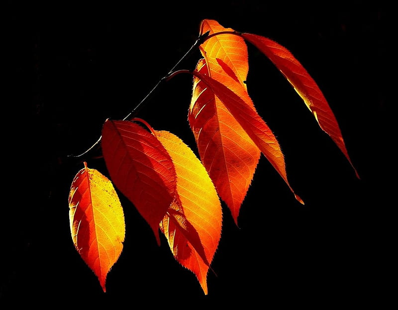 Beech Leaves, colorful, Autimn, leaves, black, nature, HD wallpaper