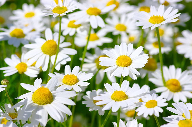 DAISIES, LEAVES, NATURE, STEMS, PETALS, HD wallpaper | Peakpx