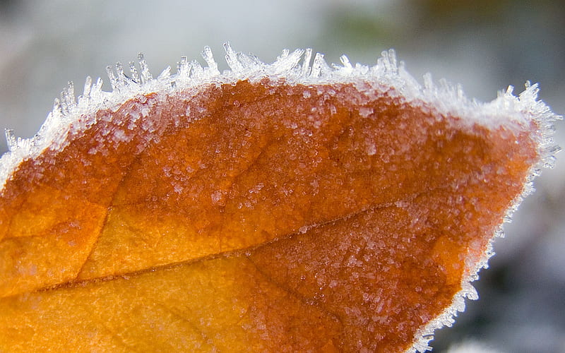 leaves of frost, HD wallpaper