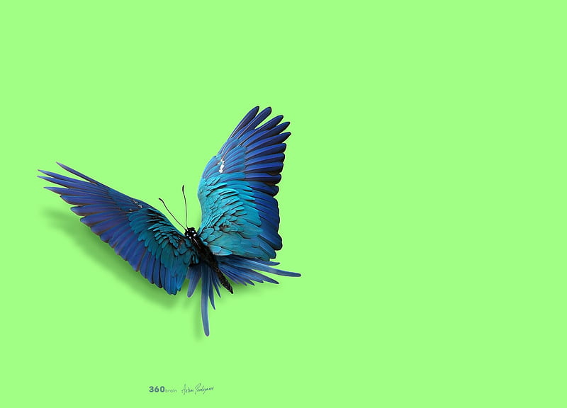Parrot butterfly, feather, parrot, funny, blue, wings, creative, fantasy, artem pozdnyakov, green, butterfly, fluture, HD wallpaper