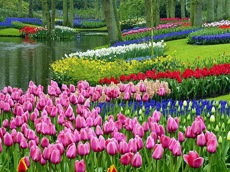 Keukenhof Garden, netherlands, water, springtime, blossoms, tulips, HD wallpaper