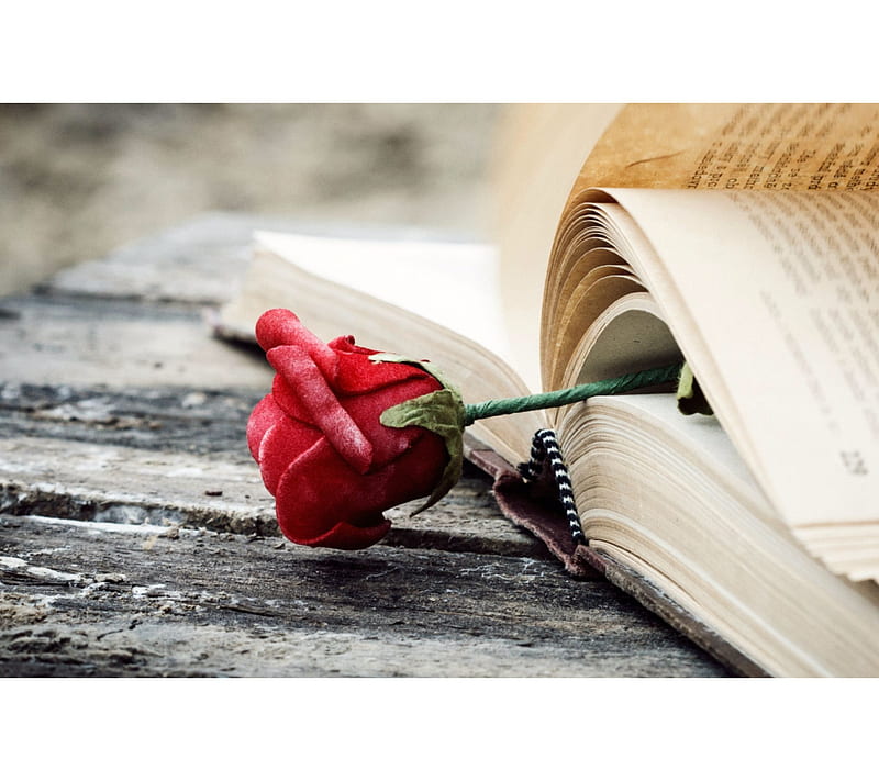 Rose Bookmark, book, floral, flower, love, read, red, scent, symbol, writing, HD wallpaper