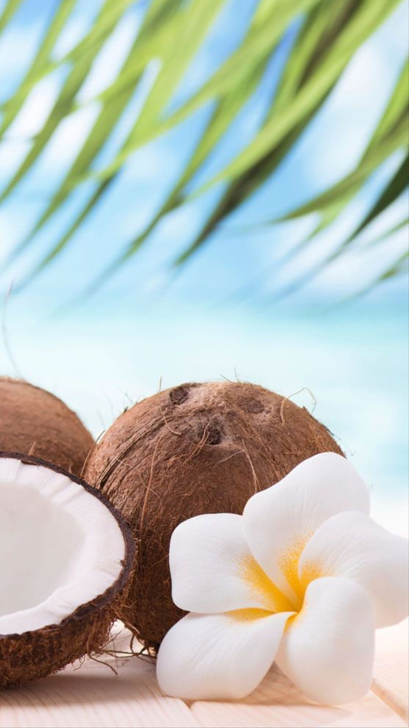 Summer Coconut Background Picture Wallpaper Image For Free Download -  Pngtree