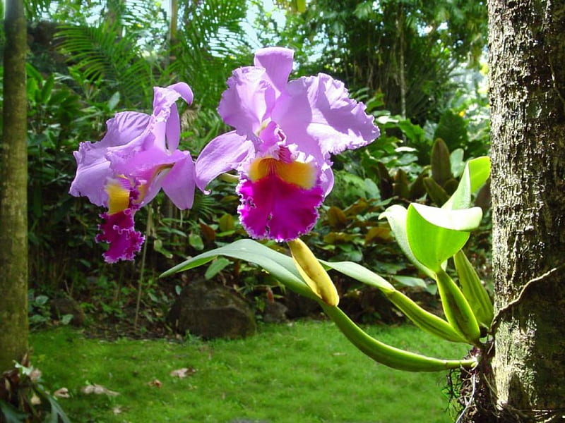 Orquídea, jardín, árbol, arbusto, plantas, Fondo de pantalla HD | Peakpx