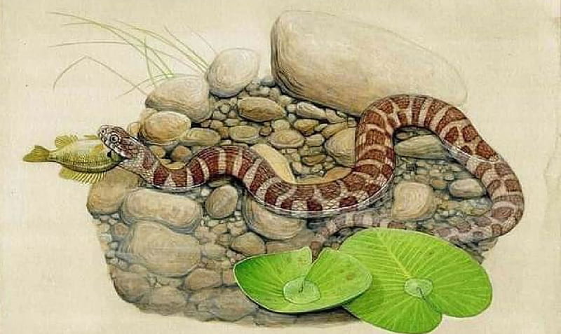 Snake, rocks, plants, herpetology, fish, water, HD wallpaper