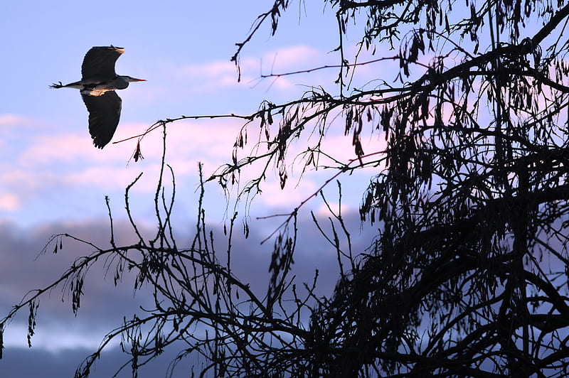 One flew over, seagul, flight, sunset, sky, twigs, graphy, bird, bush, evening, blue, HD wallpaper