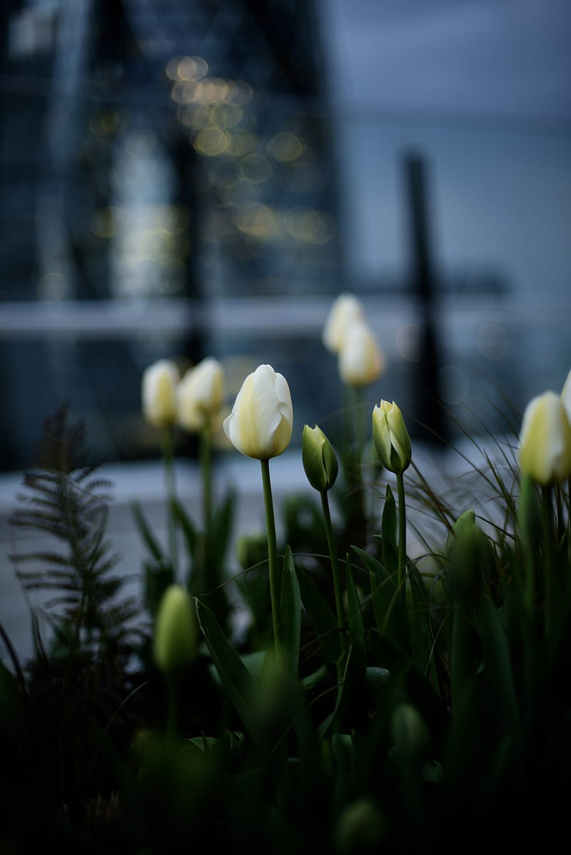 tulips, white, flowerbed, flowers, buds, HD phone wallpaper