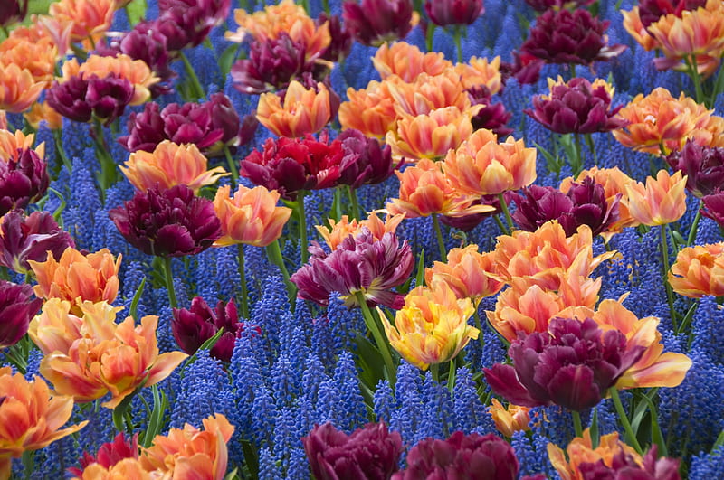 Hyacinths and Double Tulips, double tulips, Hyacinths, flowers, Spring, tulips, HD wallpaper