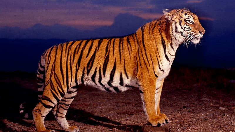 Tiger Is Standing On Stone In Light Purple Sky Background Tiger, HD wallpaper