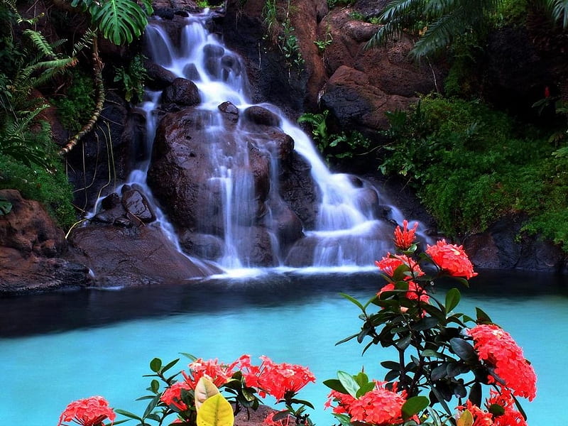 Tropical Waterfall, mountain, flowers, water, lake, HD wallpaper
