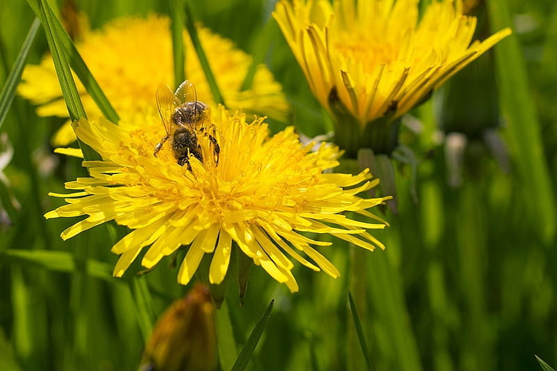 Honeybee, dandelion, insect, flowers, blossoms, spring, HD wallpaper