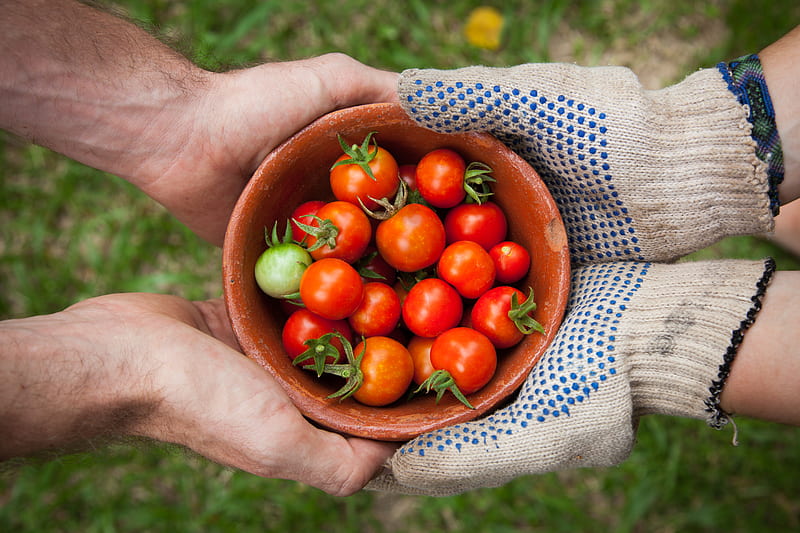 bowl of tomatoes served on person hand, HD wallpaper
