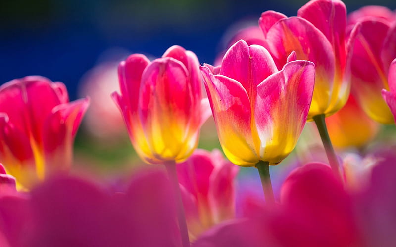 Tulips, flowers, drops, wimdow, HD wallpaper | Peakpx