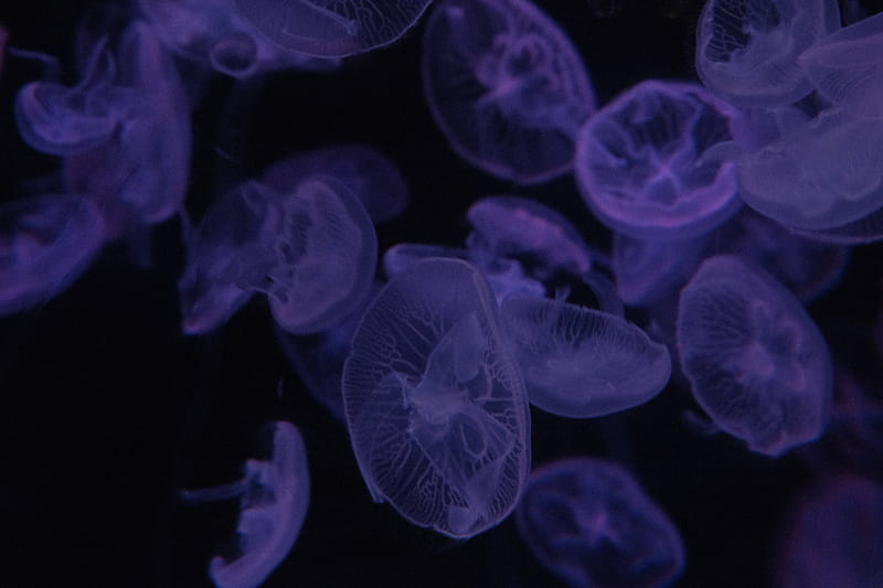 jellyfish, dark, bonito, purple, HD wallpaper