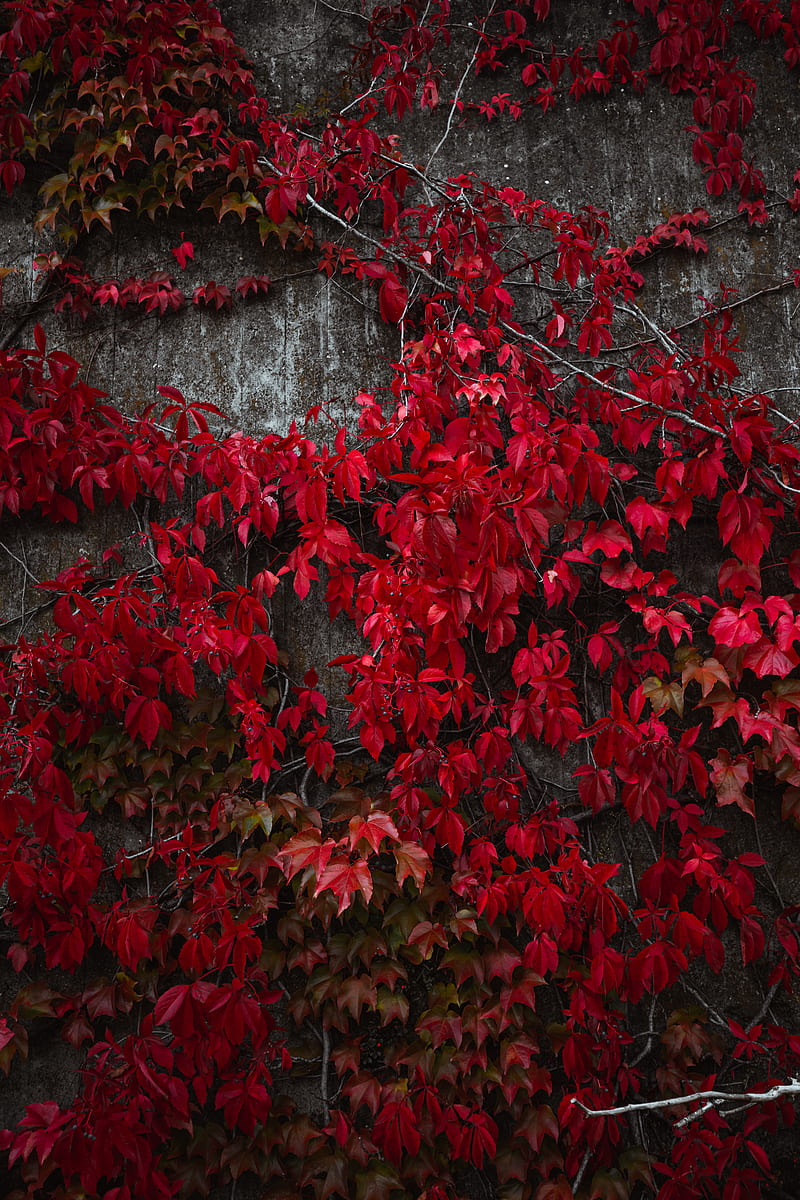 red leaves on gray concrete wall, HD phone wallpaper