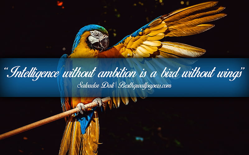 Intelligence without ambition is a bird without wings, Salvador Dali, calligraphic text, quotes about intelligence, Salvador Dali quotes, inspiration, artwork background, HD wallpaper