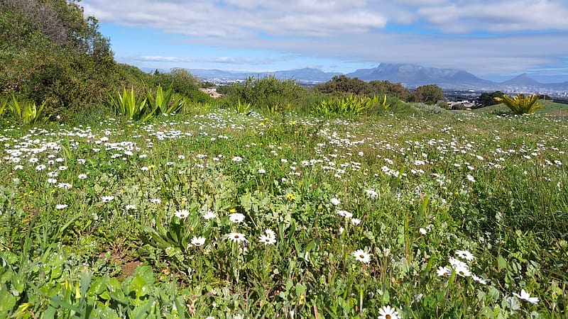 Table Mountain, Cape Town, nature, flowers, Cape Town, Table Mountain, HD wallpaper