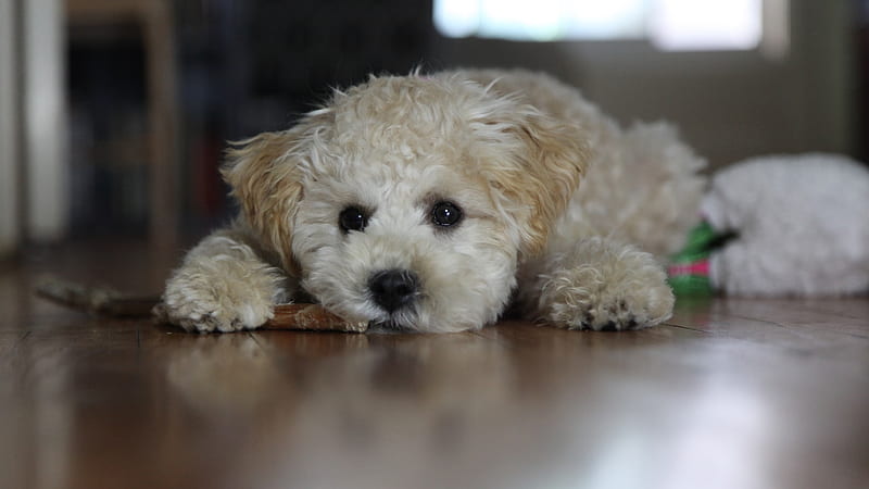 White Poodle Puppy Is Lying Down On Floor In Blur Background Animals, HD wallpaper
