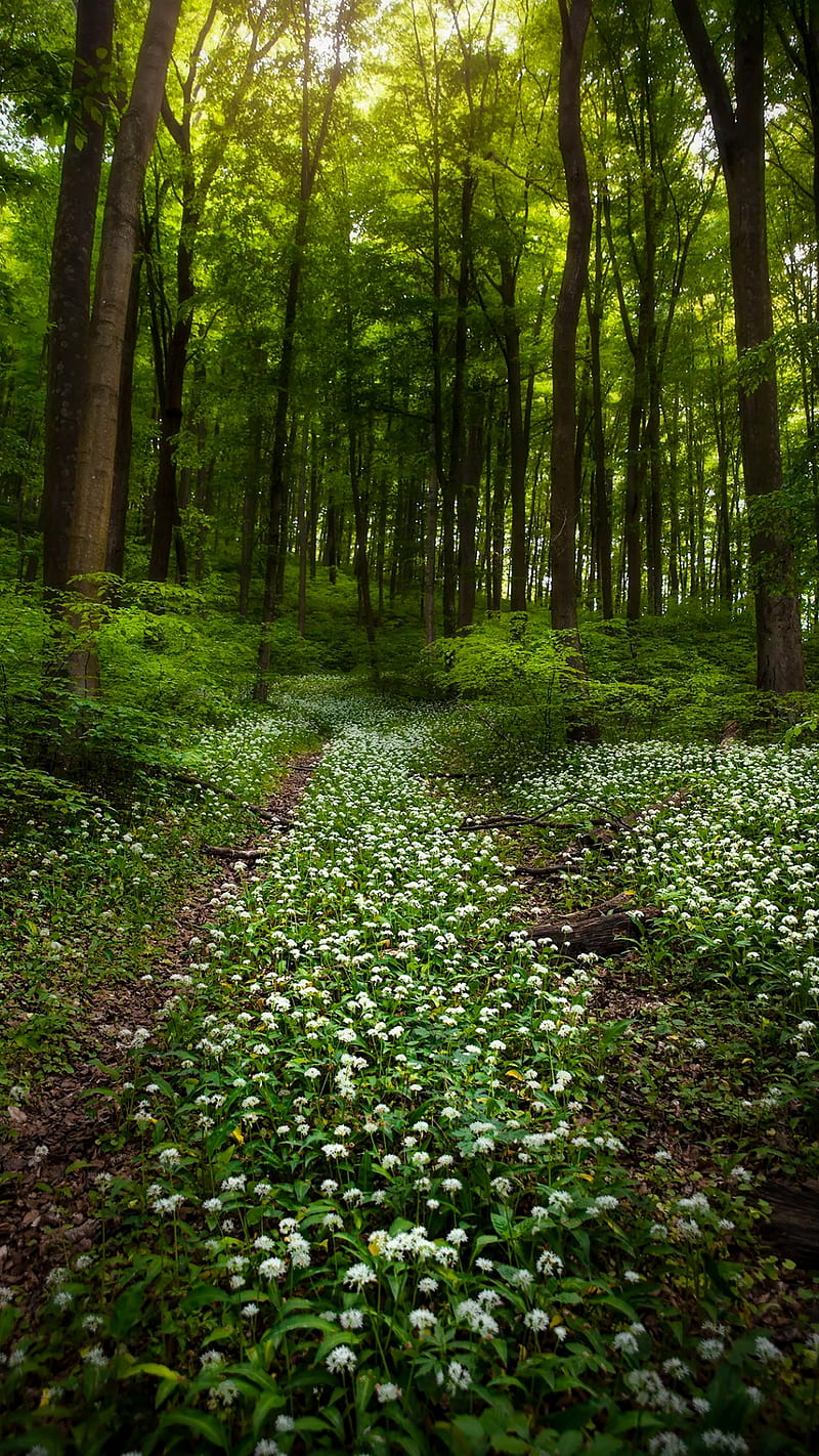Forest, flowers, green, nature, path, trees, white flowers, HD phone wallpaper