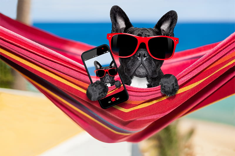 Selfie, red, paw, caine, black, hammock, sunglasses, summer, phone, funny, dog, blue, HD wallpaper