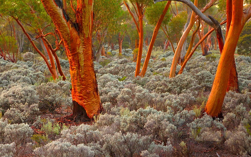 EUCALYPTUS TREES, nature, Australia, trees, Eucalyptus, HD wallpaper