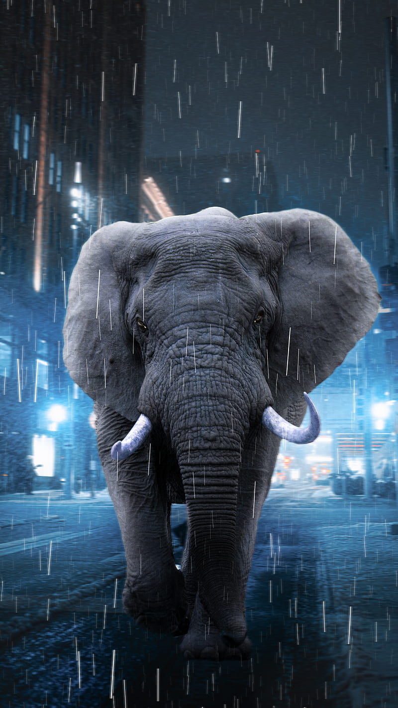RAINY, animals, blue, city, dark, elephants, lamp, light, neon, rain, walk,  HD phone wallpaper | Peakpx