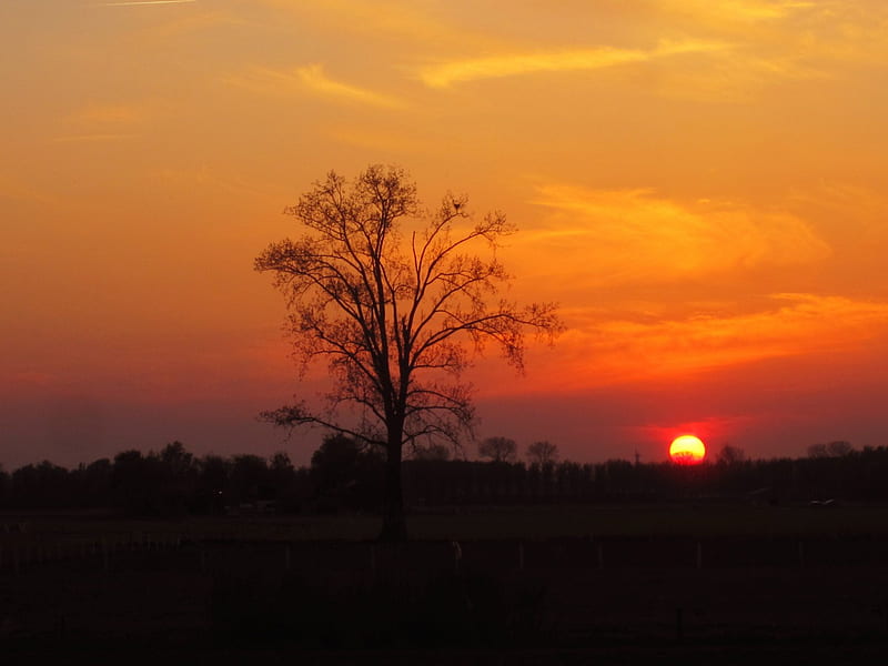 End of the day, red, cloud, bonito, sunset, sky, clouds, tree, sunsets, nature, HD wallpaper