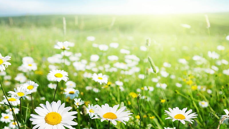 Daisy Blur, wild flowers, grass, spring, daisies, green, summer, flowers, field, light, HD wallpaper