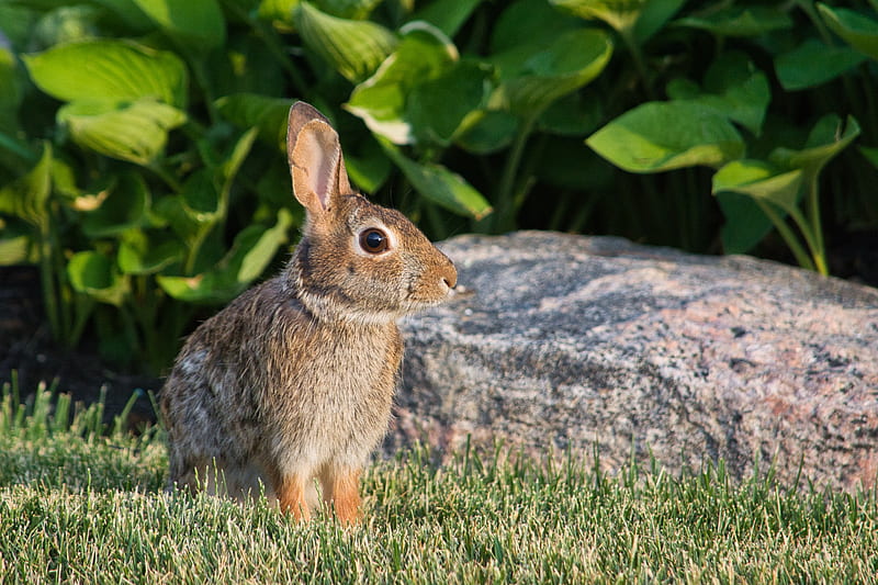 rabbit, animal, profile, ears, HD wallpaper