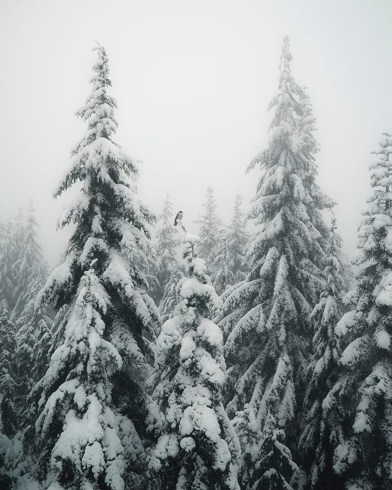 fir, fog, snow, bird, winter, HD phone wallpaper