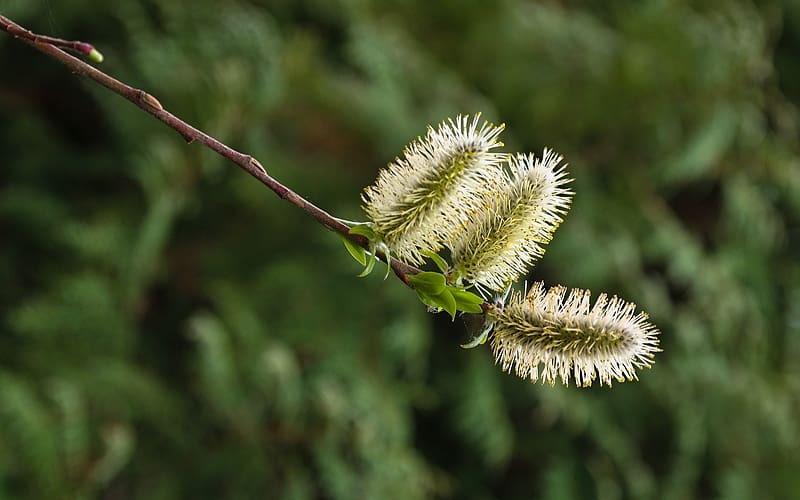 Willow Catkins, catkins, pussy, spring, willow, macro, HD wallpaper
