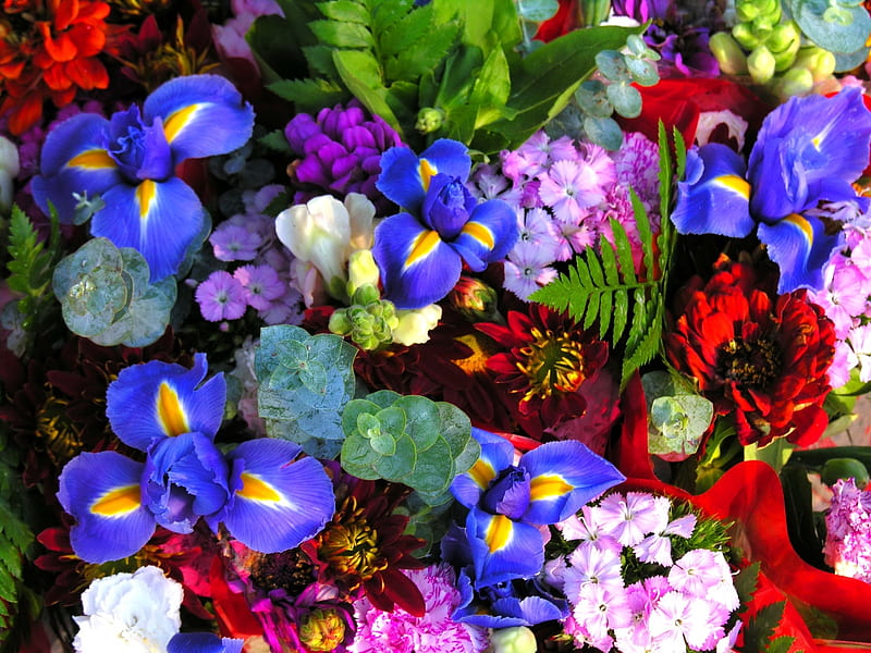Lovely Flowers, zinnias, flowers, irises, nature, carnations, HD wallpaper