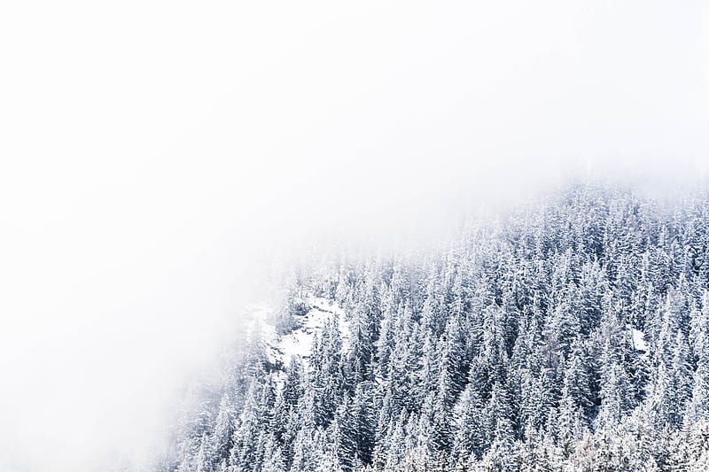 thick fogs hovering over snow covered pine trees, HD wallpaper