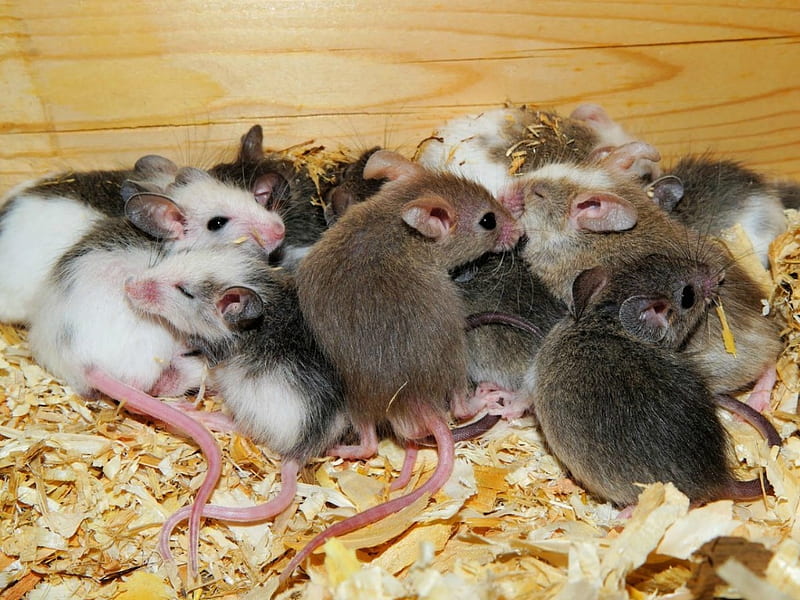 MOUSE FAMILY, RODENTS, CUTE, ANIMALS, MICE, HD wallpaper