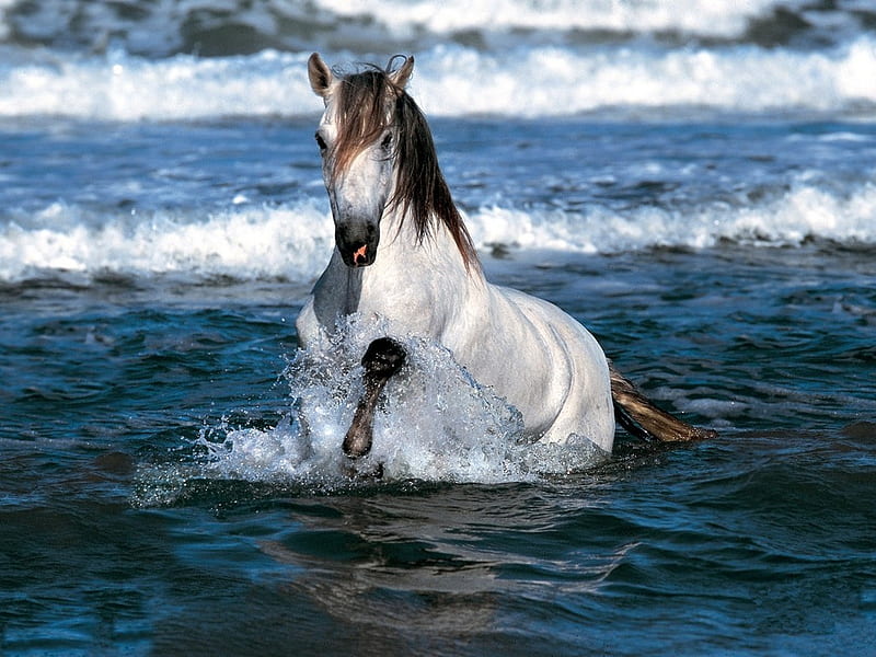 white horse, sea waves, foam, spray, profits, white, horse, HD wallpaper
