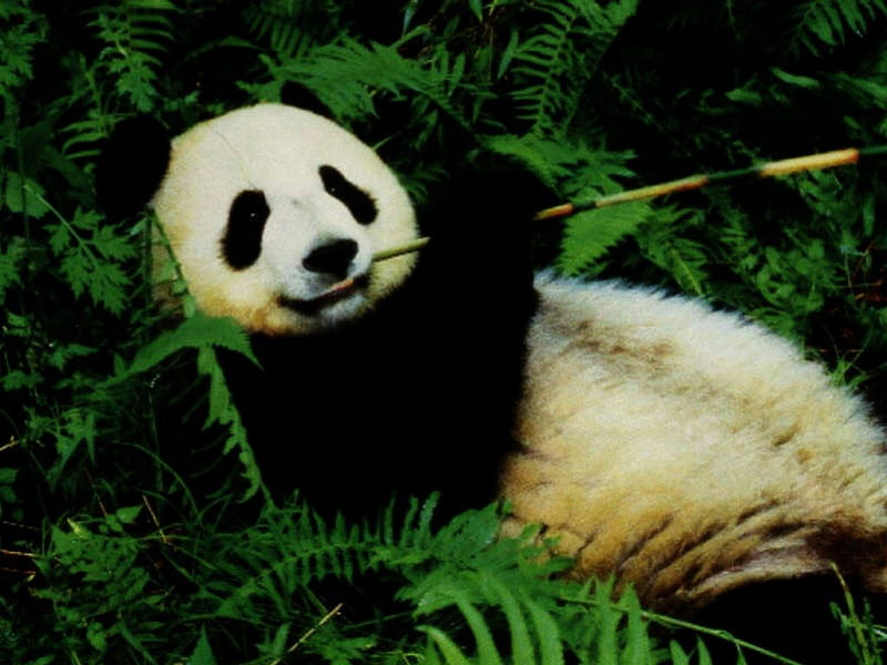 Lazy Panda, green ferns, panda bear, chewing bamboo, HD wallpaper