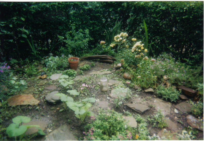 Lady's mantle path, paths, green, plant, plants, path, garden, herb, herbal, HD wallpaper