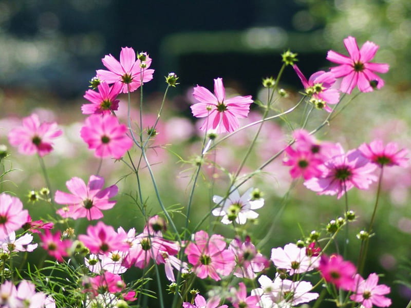 wild flowers, grass, growing, summer, bonito, cosmos, pink, glare, HD wallpaper