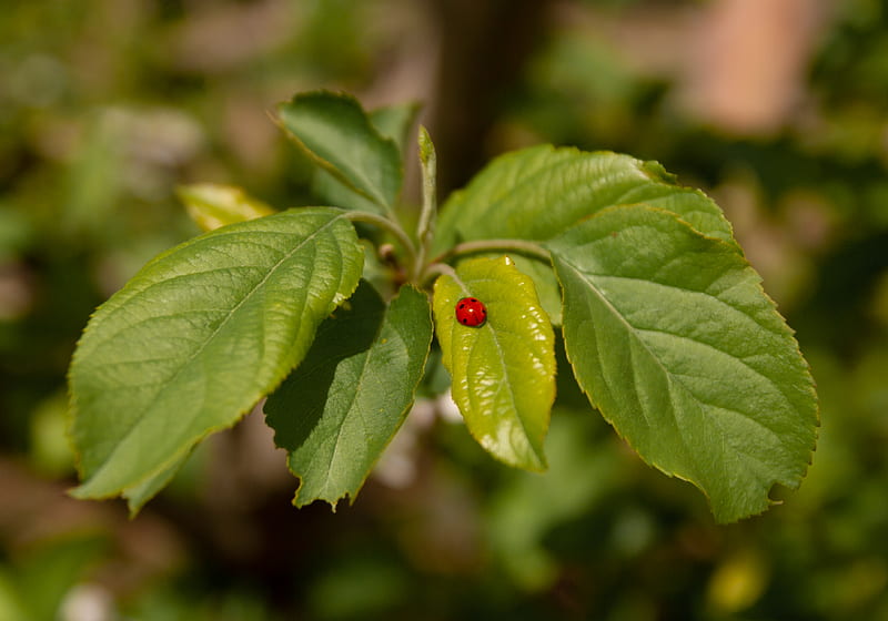 ladybug on leaf, HD wallpaper