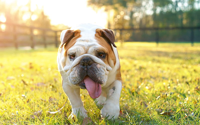 English bulldog green grass, sunset, evening, pets, funny dog, white brown bulldog, dogs, HD wallpaper