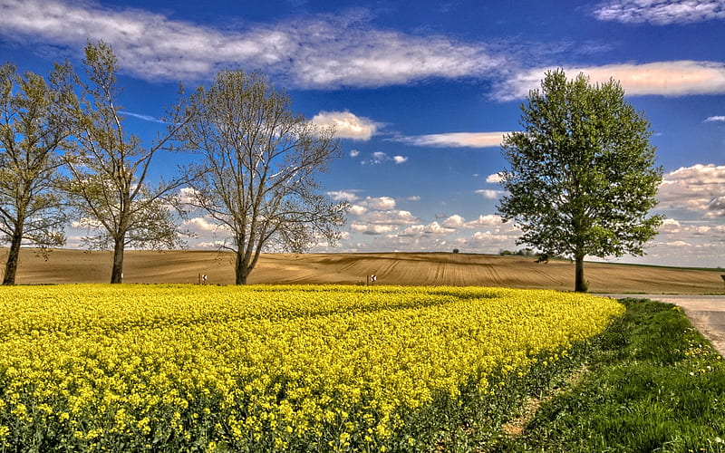 Spring Fields, trees, rapeseeds, fields, spring, clouds, landscape, HD wallpaper