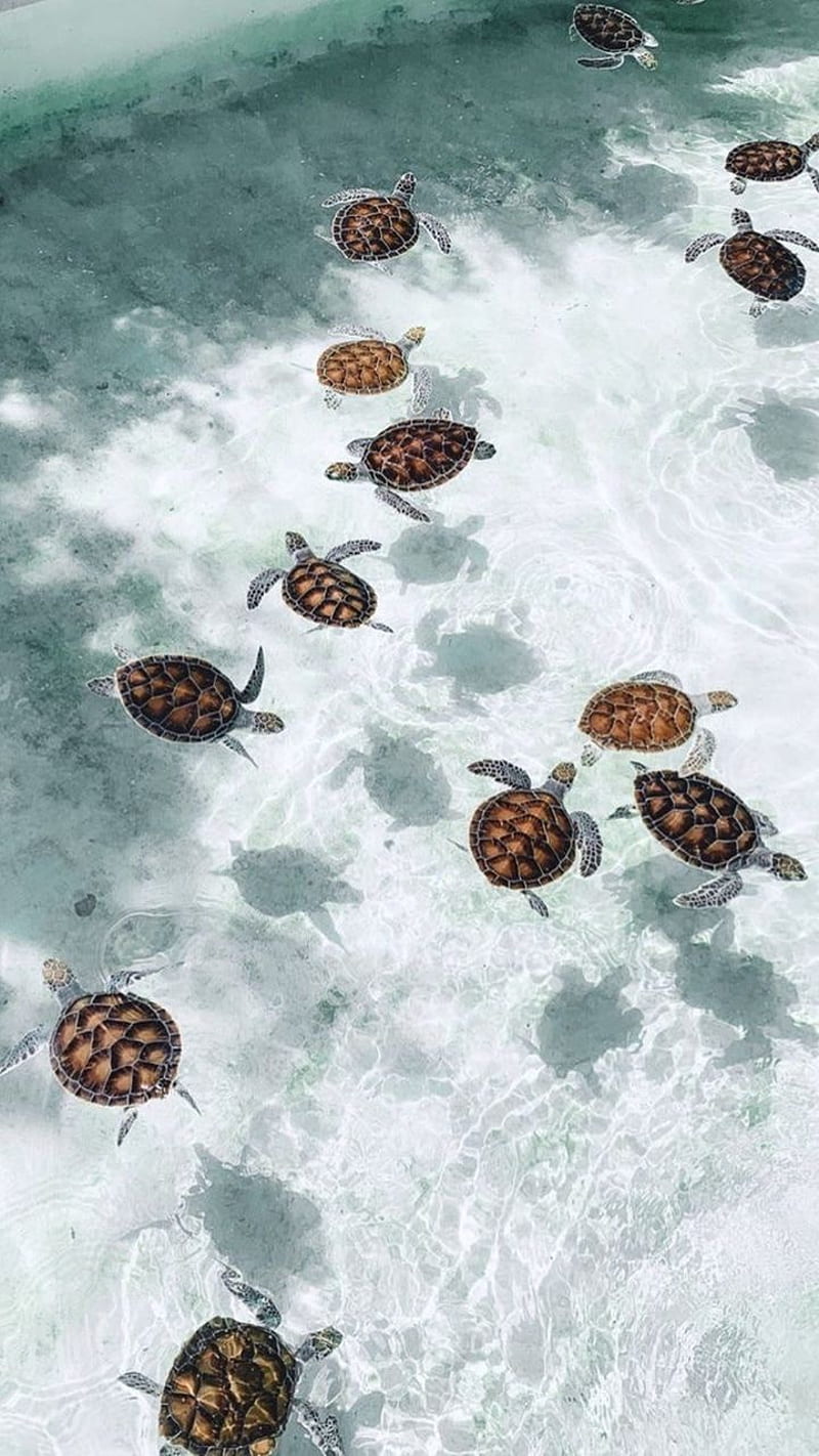 Many Turtles, android, cute, turtle, turtles, HD phone wallpaper