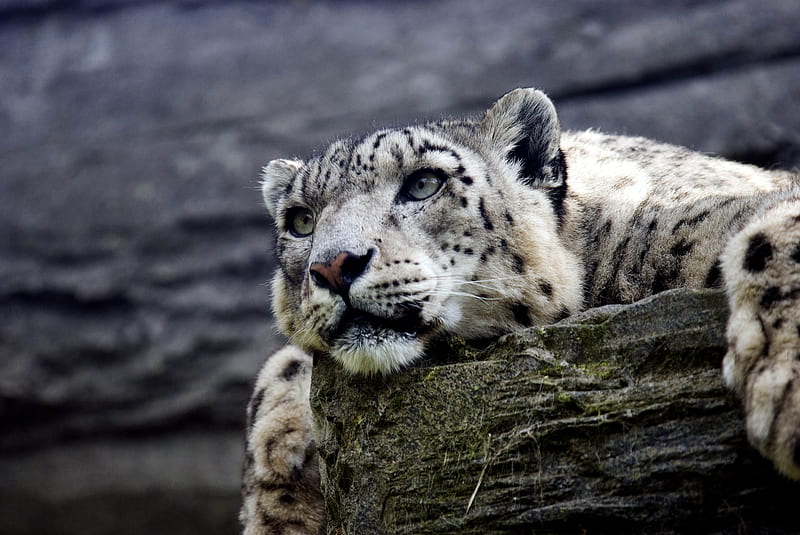 Snow Leopard , snow-leopard, animals, predator, HD wallpaper