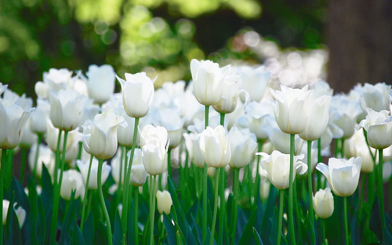 White tulips in the field, flowers, tulips, white, field, HD wallpaper