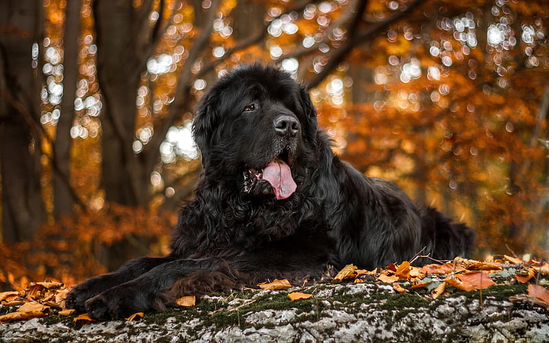 Dogs, Newfoundland, Bokeh, Depth Of Field, Dog, Fall, Pet, HD wallpaper