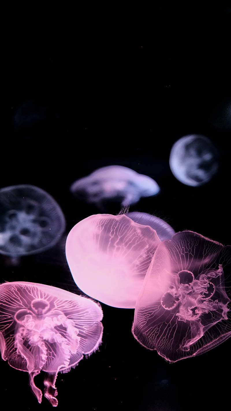 white jellyfish in water with black background, HD phone wallpaper